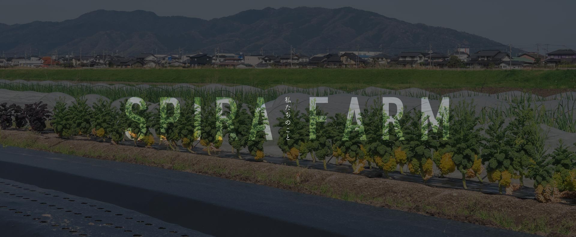 島根県出雲市で無農薬野菜を育てるSPIRA FARMの風景